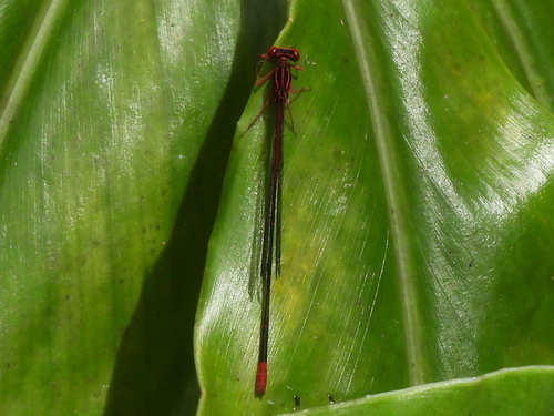 Megalagrion oresitrophum observed 2026-06-28