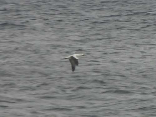 Sula dactylatra, 2026-07-02