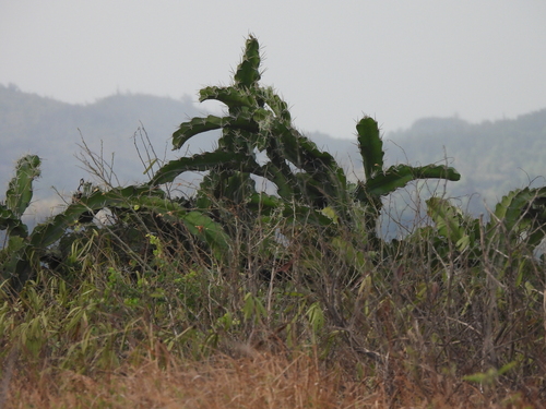 Acanthocereus tetragonus, 2026-07-02