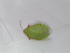 Chlorocoris distinctus