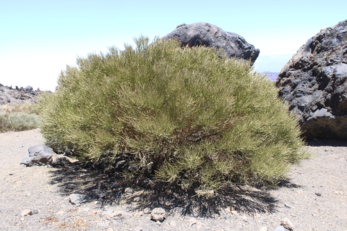 Cytisus supranubius, photograph 5