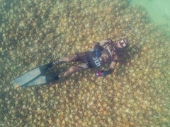 Leptomithrax gaimardii