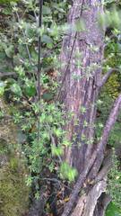 Coprosma propinqua