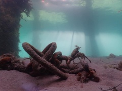 Leptomithrax gaimardii