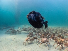 Leptomithrax gaimardii