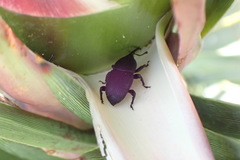 Scyphophorus yuccae