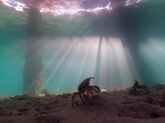 Leptomithrax gaimardii