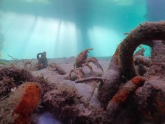 Leptomithrax gaimardii