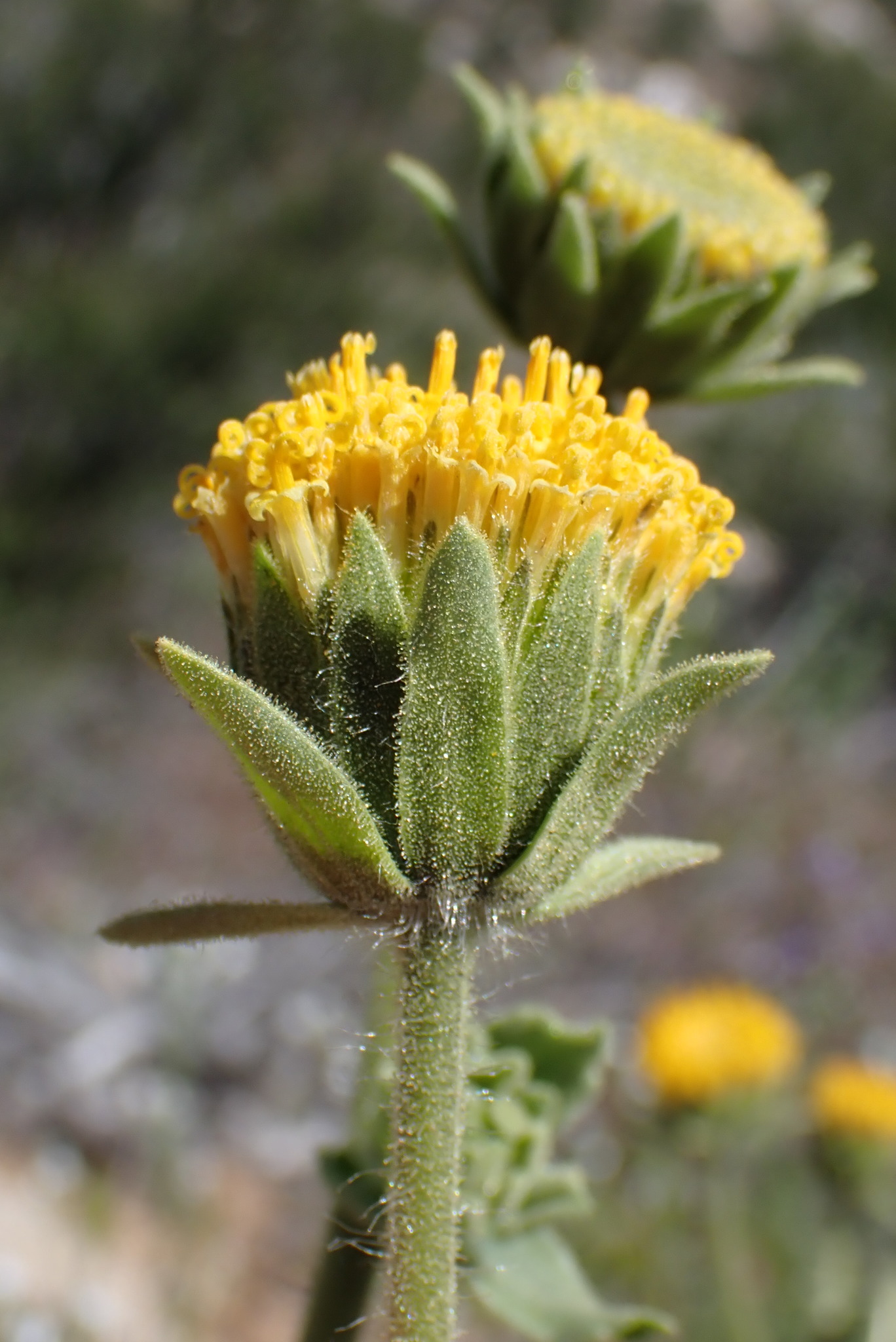 Geraea viscida