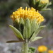 Geraea viscida - Photo (c) Alex Bairstow, algunos derechos reservados (CC BY-NC), subido por Alex Bairstow