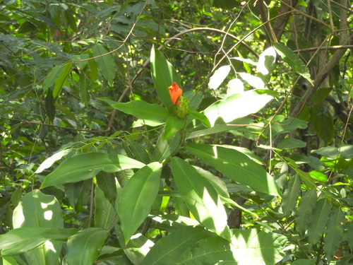 Costus pictus, photograph 5