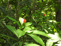 Costus pictus, photograph (c) Alexis López Hernández, some rights reserved (CC BY)