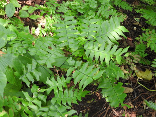 Adiantum trapeziforme observed 2026-06-24