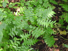 Adiantum trapeziforme, photograph (c) Alexis López Hernández, some rights reserved (CC BY)