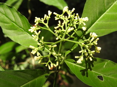 Palicourea pubescens, photograph (c) Alexis López Hernández, some rights reserved (CC BY)