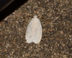 Durrantia piperatella
