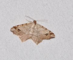 Macaria aequiferaria