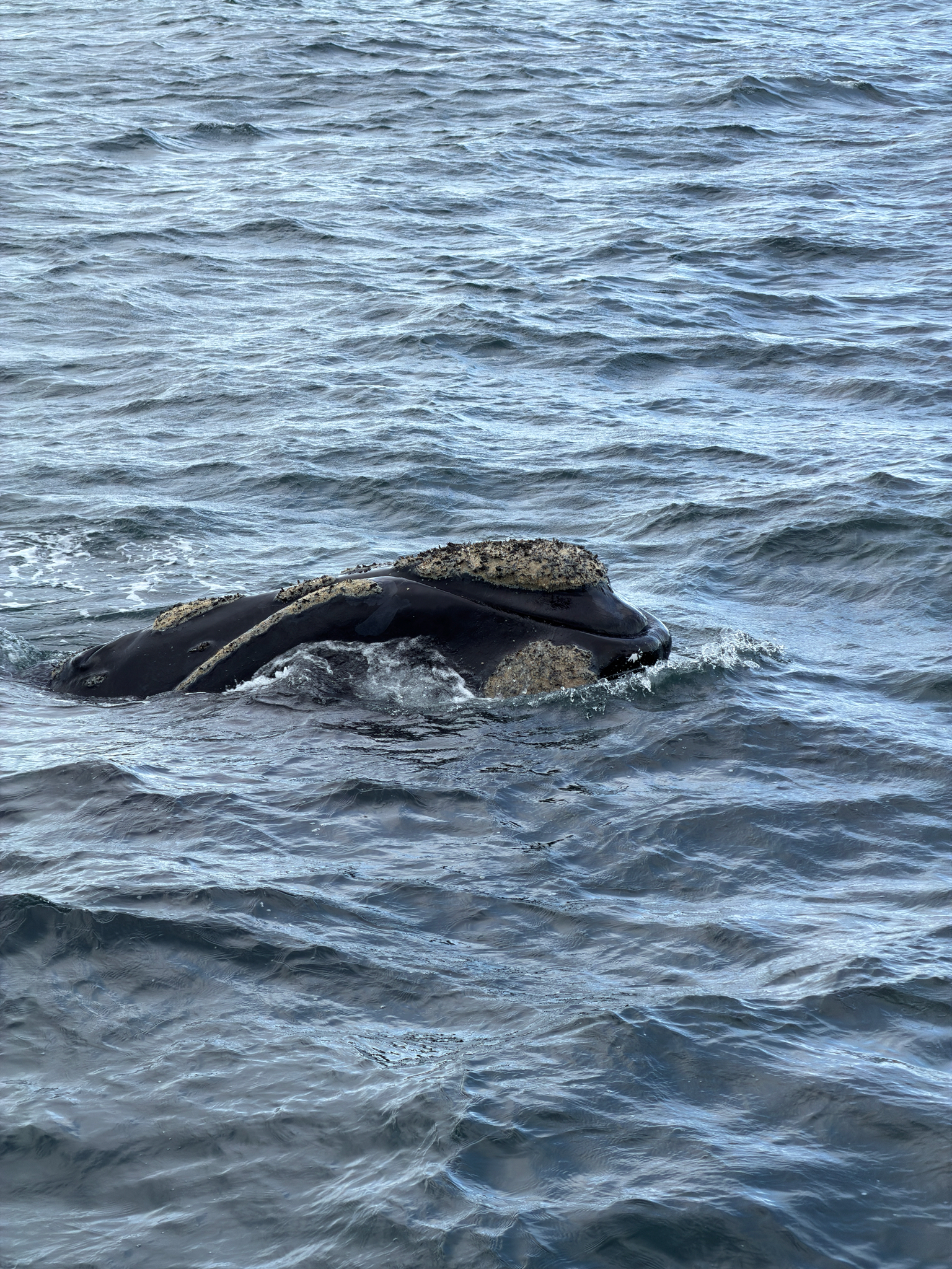 Eubalaena australis