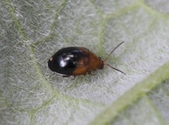 Nisotra bicolorata
