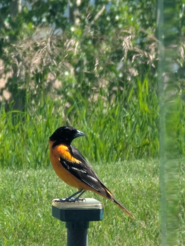 Baltimore Oriole