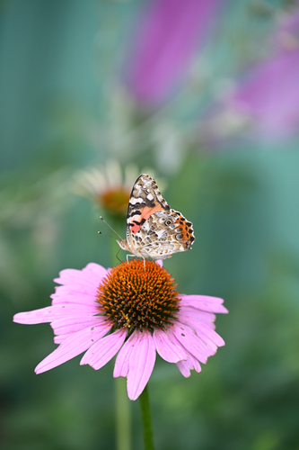 Painted Lady