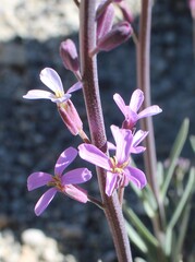 Erysimum scoparium, photograph (c) Lídia Carrera, some rights reserved (CC BY)