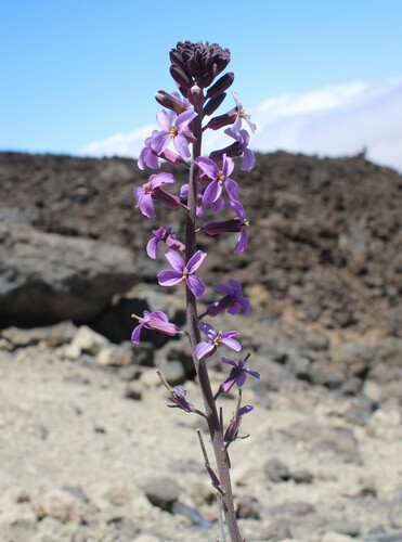 Erysimum scoparium, photograph 5