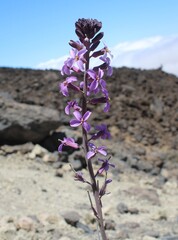 (c) Lídia Carrera, some rights reserved (CC BY) Erysimum scoparium, photograph (c) Lídia Carrera, some rights reserved (CC BY)