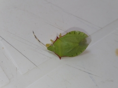 Chlorocoris distinctus