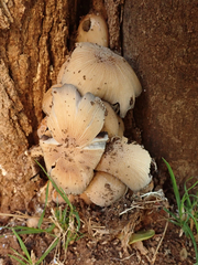Coprinellus
