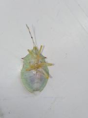 Chlorocoris distinctus