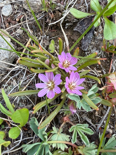 Lewisia pygmaea, photograph 3