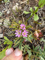 Lewisia pygmaea, photograph (c) Whitney Brook Matson, some rights reserved (CC BY)