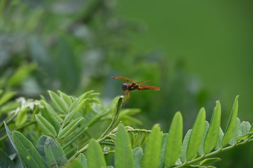 Eastern Amberwing