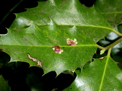 Phytomyza ilicis