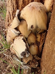 Coprinellus