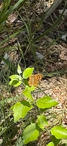 Speckled Wood