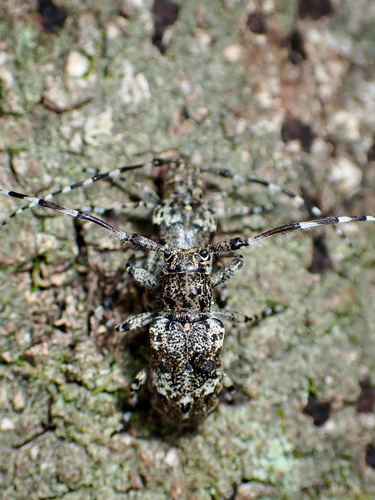 Mesosa hirsuta hirsuta