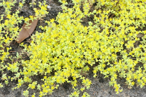 Sedum nuttallii, photograph 5