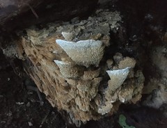 Protomerulius subreflexus