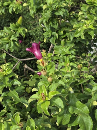 Allamanda blanchetii