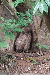 Ketupa zeylonensis