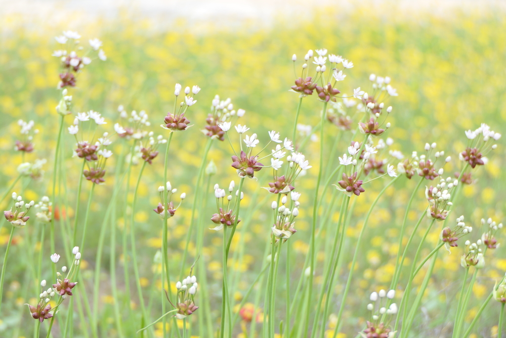 Allium canadense; photograph (c) botanygirl, some rights reserved (CC BY)