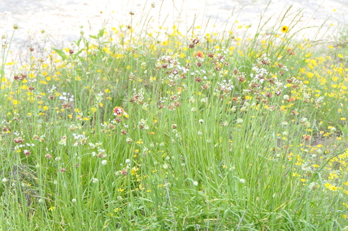 Allium canadense, photograph 5