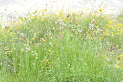 (c) botanygirl, some rights reserved (CC BY) Allium canadense, photograph (c) botanygirl, some rights reserved (CC BY)