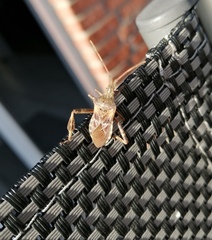 Leptoglossus occidentalis