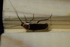 Pseudomops septentrionalis