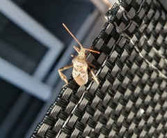 Leptoglossus occidentalis
