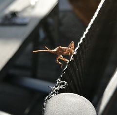 Leptoglossus occidentalis