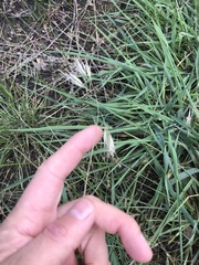 Rytidosperma duttonianum